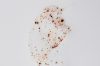 Apeer Renewing body scrub swatch